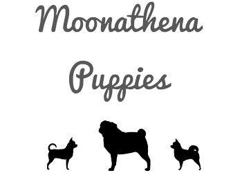 Moonathena Puppies dog breeders Basildon Essex